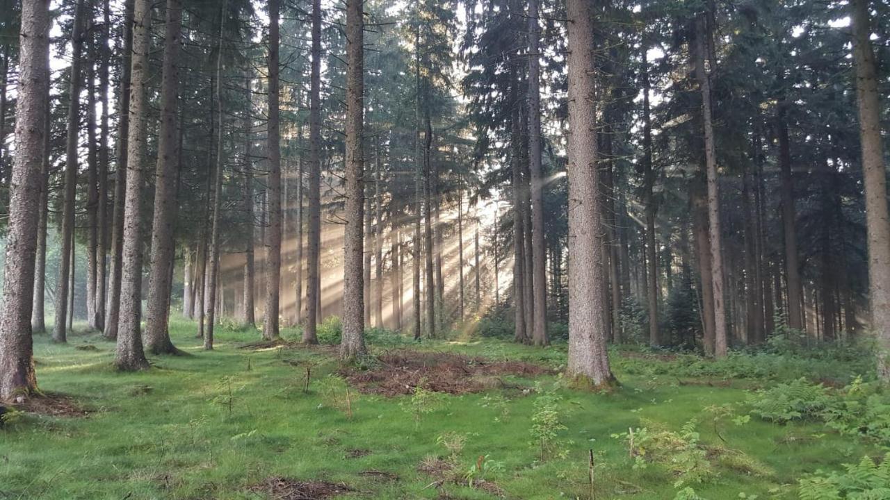 Schwarzwald Geht Immer Fewo 60 Qm Mit Grossem Suedbalkon, Wlan Und Magenta Tv Шенвальд Екстер'єр фото